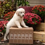 a white puppy sitting on top of a box